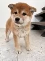 柴犬(標準サイズ)【北海道・女の子・2025年8月20日・赤】の写真9