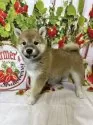 柴犬(標準サイズ)【北海道・女の子・2025年5月8日・赤】の写真4