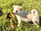 柴犬(標準サイズ)【北海道・男の子・2025年7月30日・白】の写真9