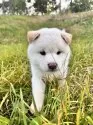 柴犬(標準サイズ)【北海道・男の子・2025年8月20日・白】の写真9