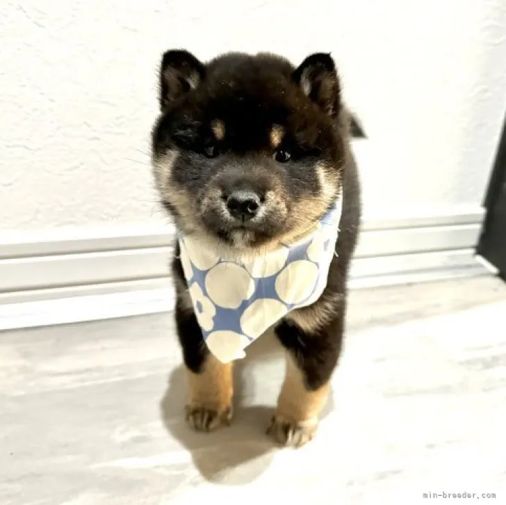 ID:2310-04975の子犬