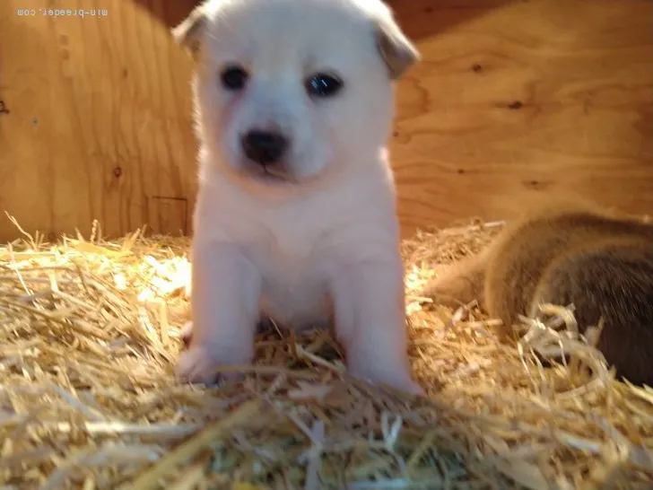 ID：2201-03654の子犬