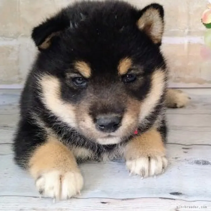 やま 様のお迎えした子犬