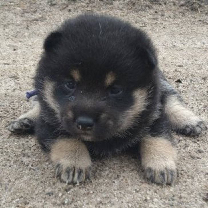 約、生後6ヶ月のオスの黒の柴犬です。里親に成ってくれる