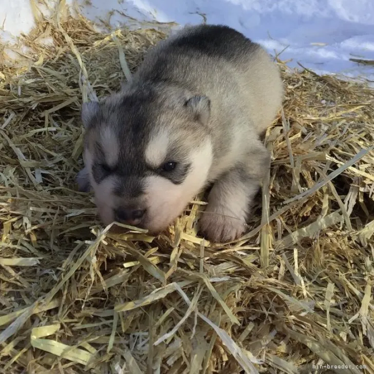 Y 様のお迎えした子犬