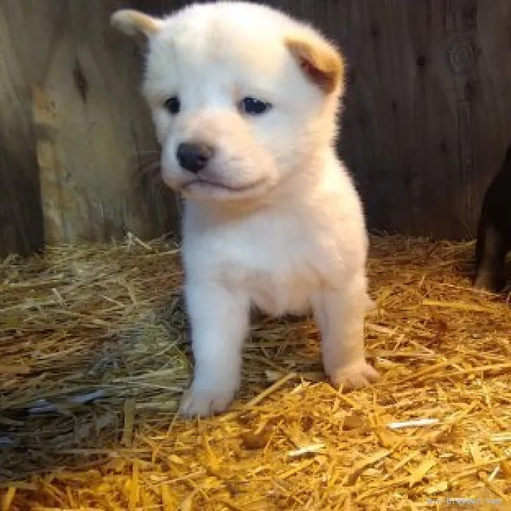 ID：2212-01638の子犬