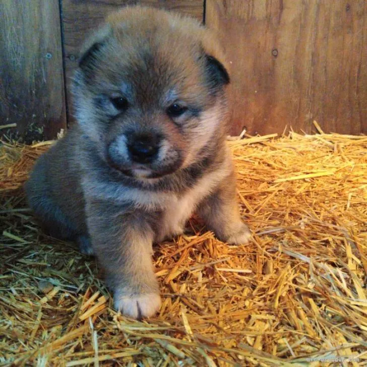 すずみゆ 様のお迎えした子犬