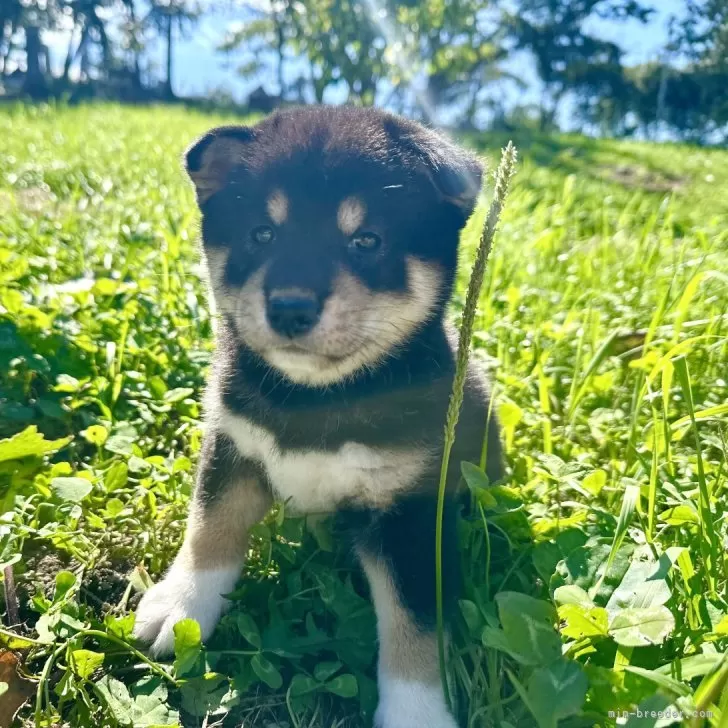 ID：2408-03186の子犬
