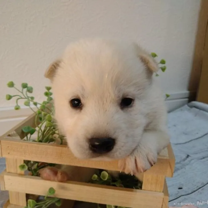 ID:2206-00319の子犬