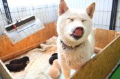 柴犬【・女の子・2023年6月20日・白】