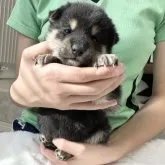 柴犬(標準サイズ)【北海道・男の子・2023年11月3日・黒】の写真3「12／3更新」