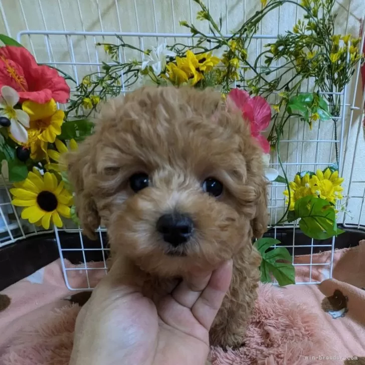 マルプー(トイプードル×マルチーズ)【青森県・女の子・2024年12月11日・アプリコット】の写真1「ごはんを沢山食べて、沢山遊んでスクスク成長中✨」