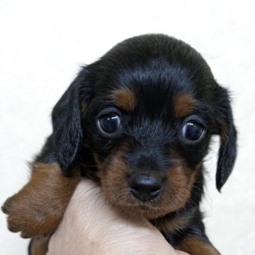 ダップー(トイプードル×ダックスフンド)【青森県・女の子・2025年4月4日・ブラックタン】の写真「おっとりな性格の女の子です。」