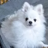 ポメラニアン