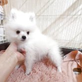 ポメラニアン