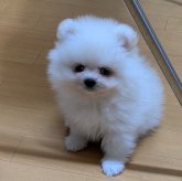 ポメラニアン