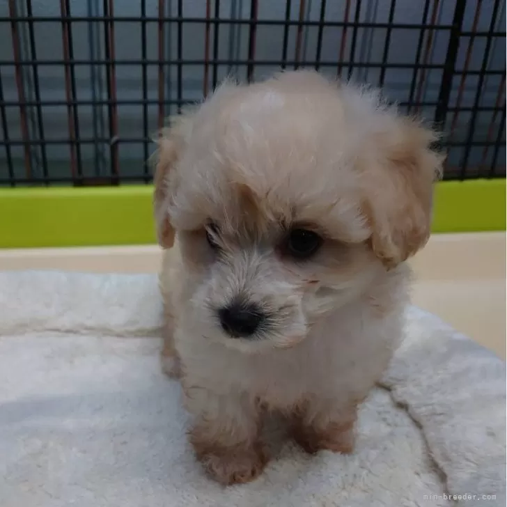 ID：2408-03759の子犬