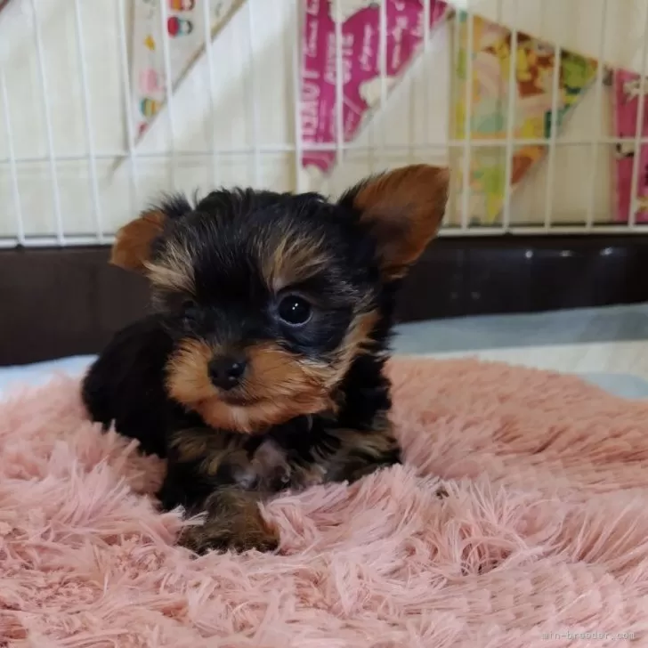 ID:2405-06653の子犬