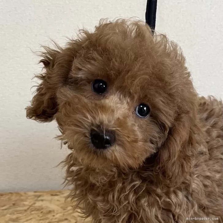ID:2501-06564の子犬