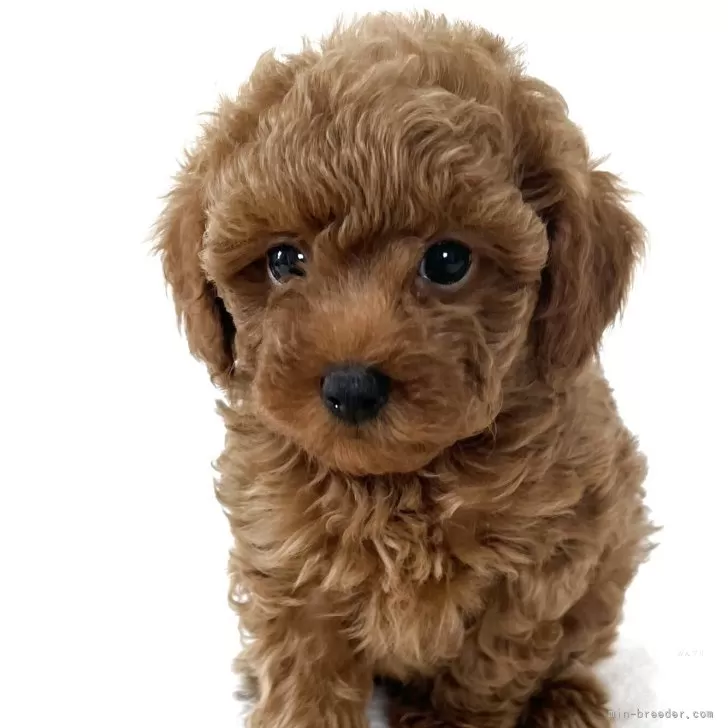 ID:2507-06177の子犬