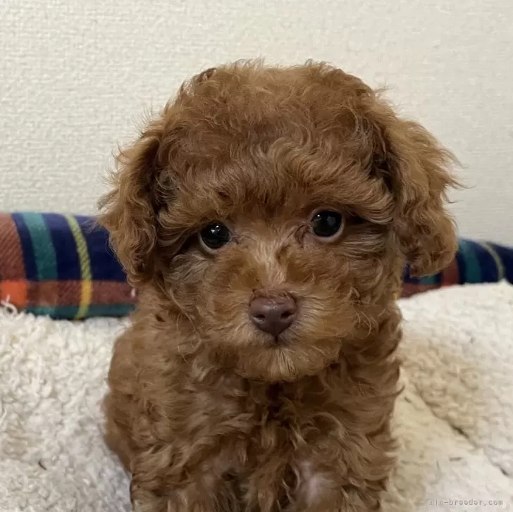 サヨ 様のお迎えした子犬