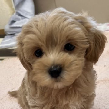 マルプー(マルチーズ×トイプードル)【大阪府・女の子・2024年9月30日・アプリコット系】の写真「まるまる、ふさふさ、しっかり目　ドワーフタイプ」