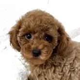 トイプードル(トイ)【大阪府・男の子・2024年11月17日・レッド】の写真4