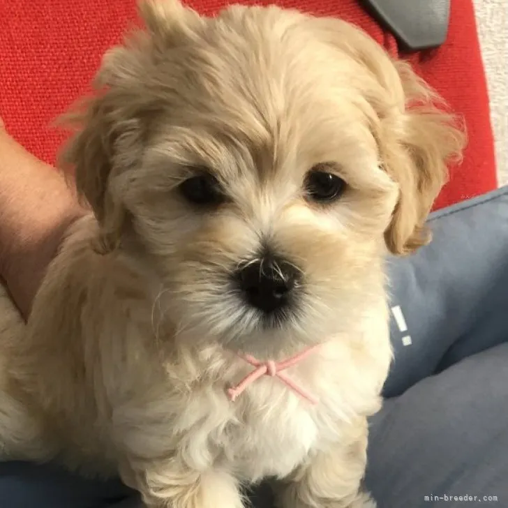 ミー 様のお迎えした子犬