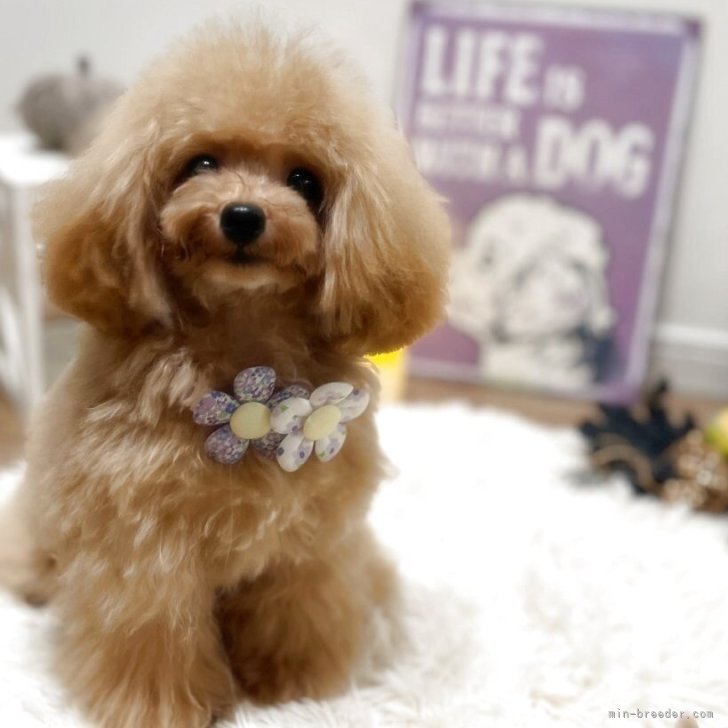 ブリーダー画像