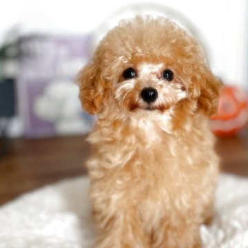 トイプードル(タイニー)【宮崎県・女の子・2025年5月17日・アプリコット】の写真「甘えっ子ちゃんな可愛い女の子ꯁꯧ」