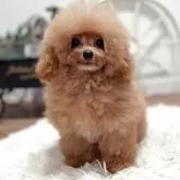 ティーカッププードル