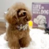 ティーカッププードル【宮崎県・男の子・2025年2月10日・アプリコット】の写真2「女の子みたいに優しいお顔ですꯁꯧ」