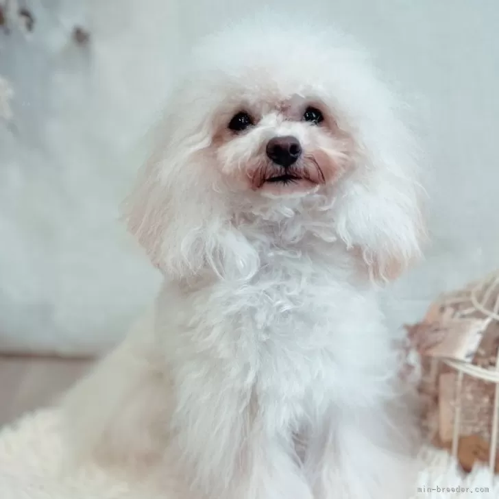 ID：2304-02221の子犬