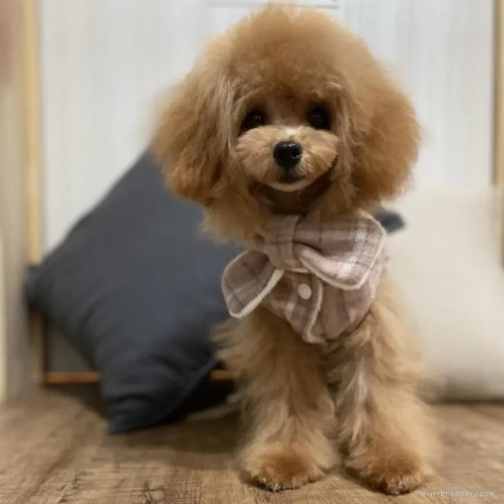 ID：2208-04920の子犬