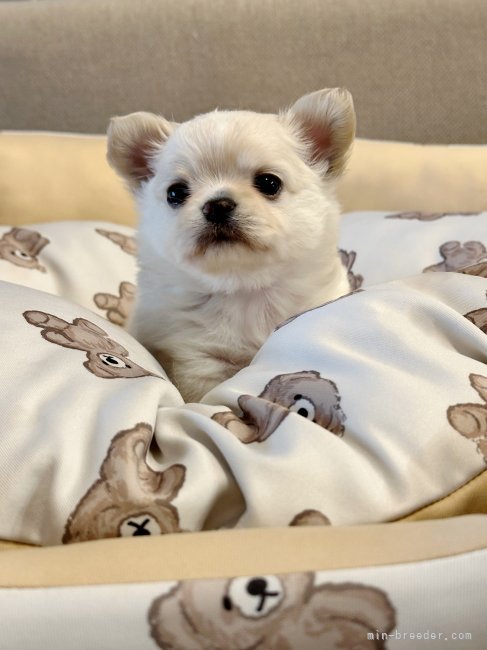 太田みかブリーダーのブログ：ありがとうございます𓂃𖤥𖥧𖥣⋆*