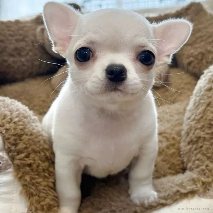 ID:2503-06319の子犬