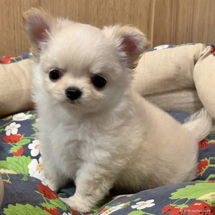 ID:2405-00662の子犬