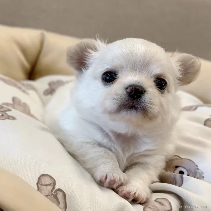 ID:2407-04579の子犬