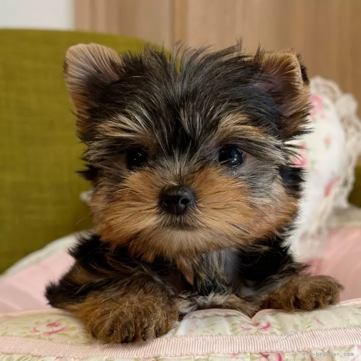 E.M 様のお迎えした子犬