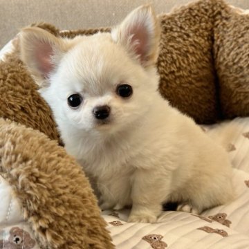 チワワ(ロング)【愛知県・男の子・2024年3月14日・クリーム】の写真「タレ目のかわいい男の子♡」