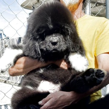 ニューファンドランド【兵庫県・女の子・2025年7月4日・ブラック】の写真「両親共に外産です
可愛いカラーリングの女の子です」