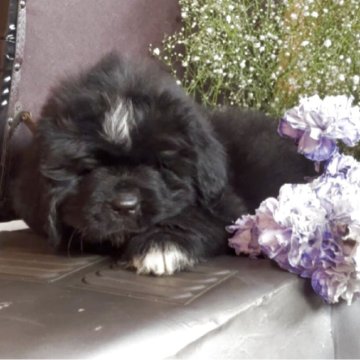 ニューファンドランド【兵庫県・女の子・2025年7月4日・ブラック】の写真「可愛いお顔の女の子です。
とっても賢いです」