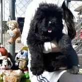 ニューファンドランド