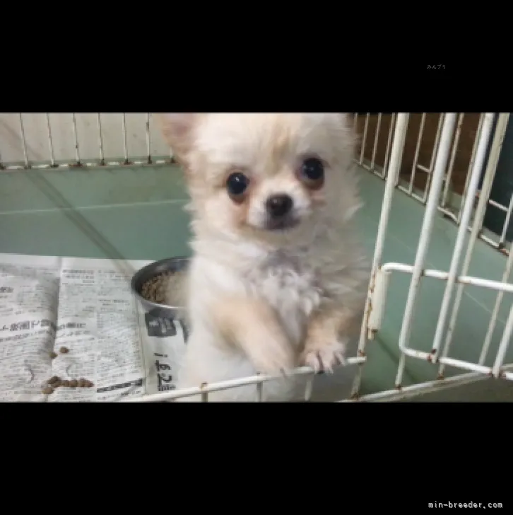 ID:2311-02036の子犬