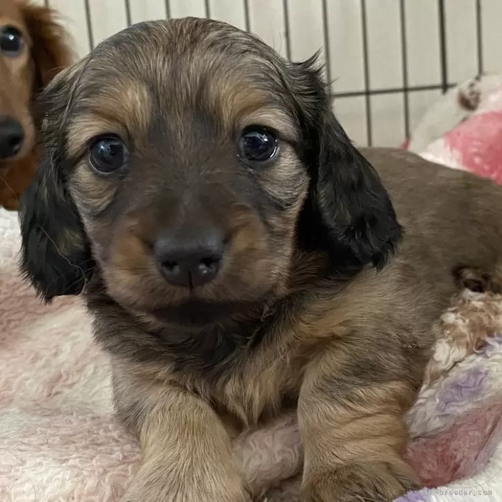 ID：2412-01746の子犬