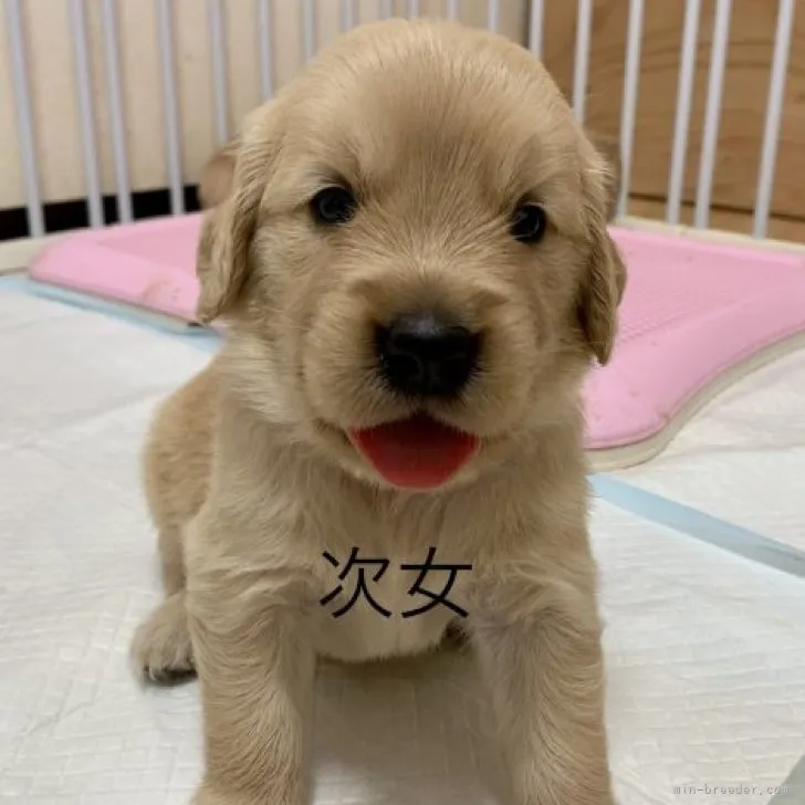 ID：2306-00632の子犬