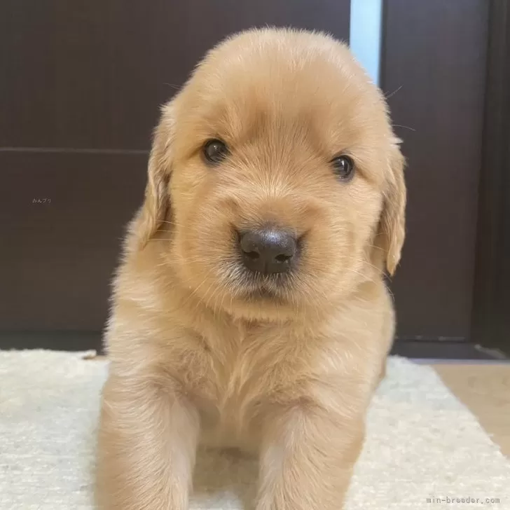 ID:2405-05743の子犬
