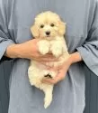 マルプー(マルチーズ×トイプードル)【千葉県・男の子・2025年8月25日・アプリコット×ホワイト】の写真11