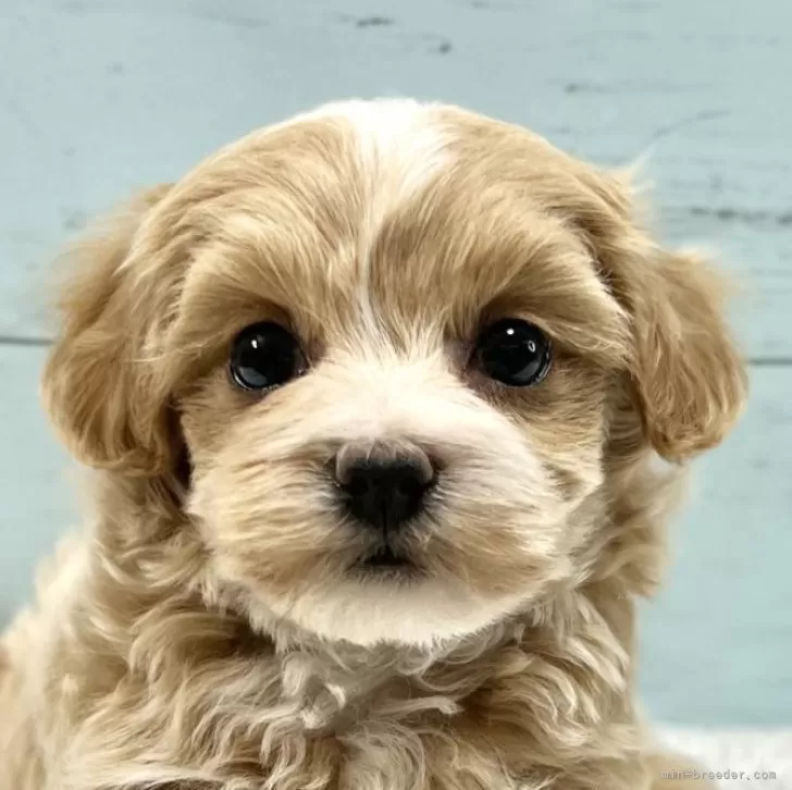 ID:2503-00532の子犬