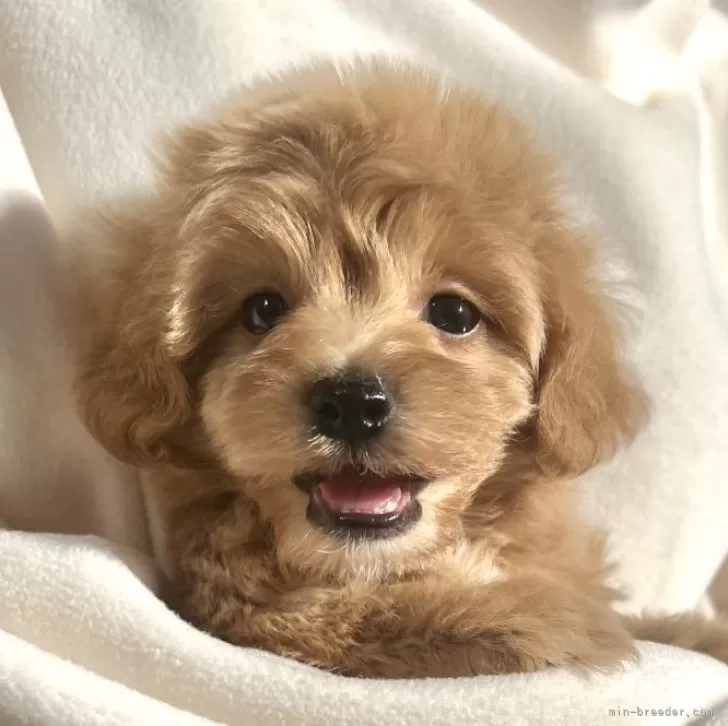 ID:2411-06614の子犬